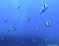   school fish heading towards far end Zenobia wreck. wreck  